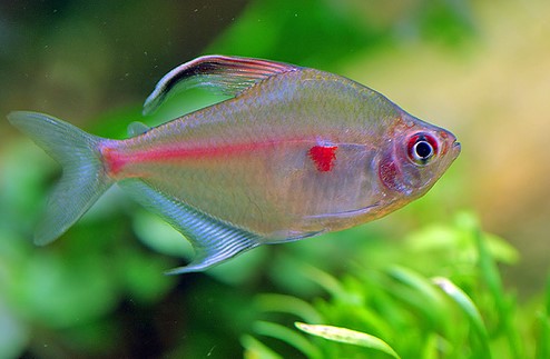 HYPHESSOBRYCON ERYTHROSTIGMA
